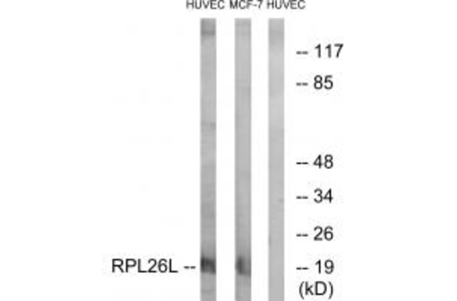 Western blot - RPL26L Antibody from Signalway Antibody (34350) - Antibodies.com