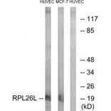 Western blot - RPL26L Antibody from Signalway Antibody (34350) - Antibodies.com