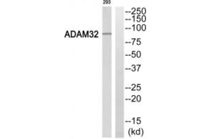 Western blot - ADAM32 Antibody from Signalway Antibody (34386) - Antibodies.com
