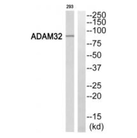 Western blot - ADAM32 Antibody from Signalway Antibody (34386) - Antibodies.com