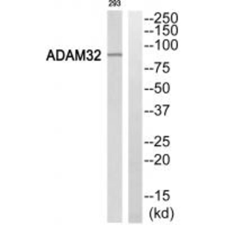 Western blot - ADAM32 Antibody from Signalway Antibody (34386) - Antibodies.com