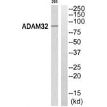 Western blot - ADAM32 Antibody from Signalway Antibody (34386) - Antibodies.com