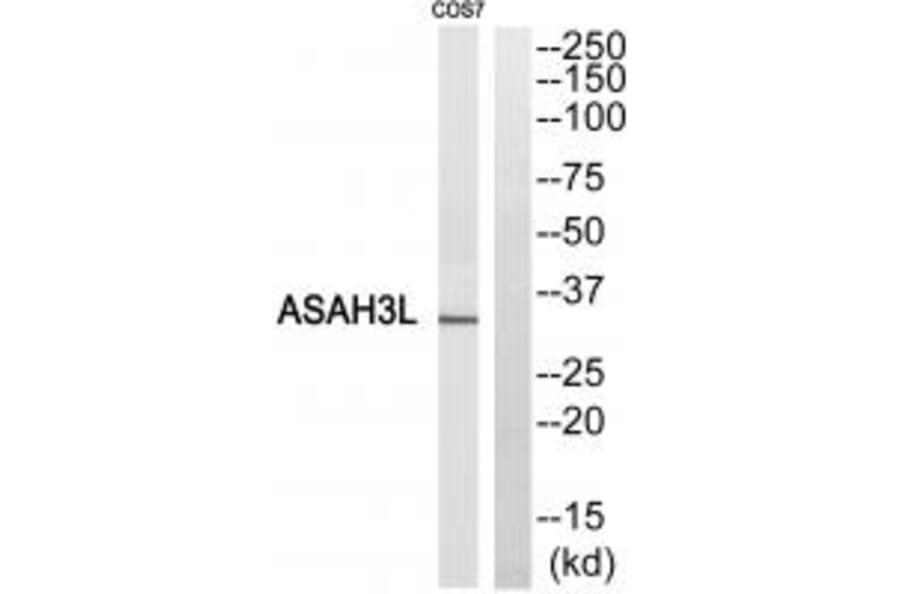 Western blot - ASAH3L Antibody from Signalway Antibody (34404) - Antibodies.com