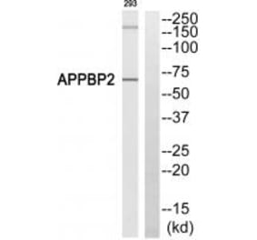 Western blot - APPBP2 Antibody from Signalway Antibody (34414) - Antibodies.com