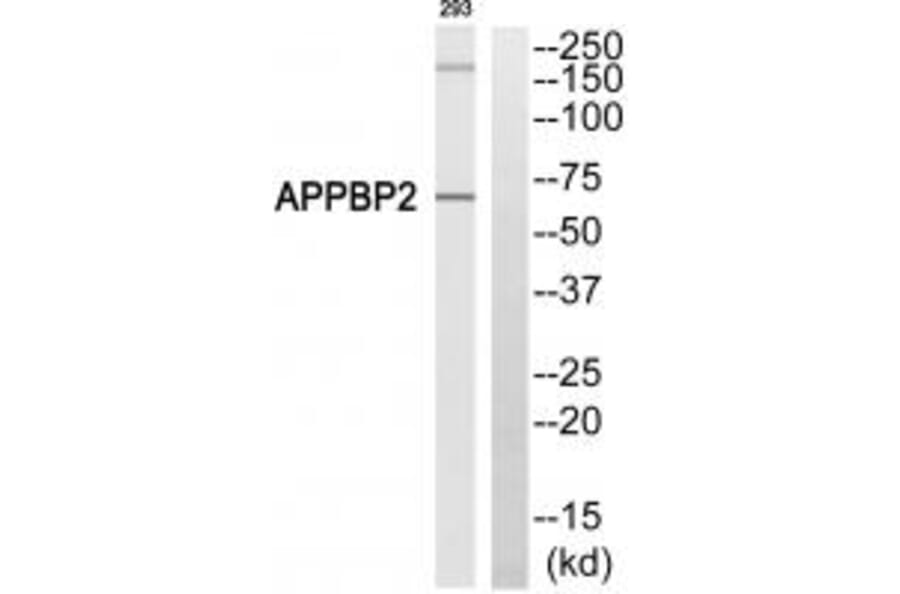 Western blot - APPBP2 Antibody from Signalway Antibody (34414) - Antibodies.com