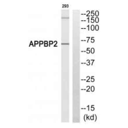 Western blot - APPBP2 Antibody from Signalway Antibody (34414) - Antibodies.com
