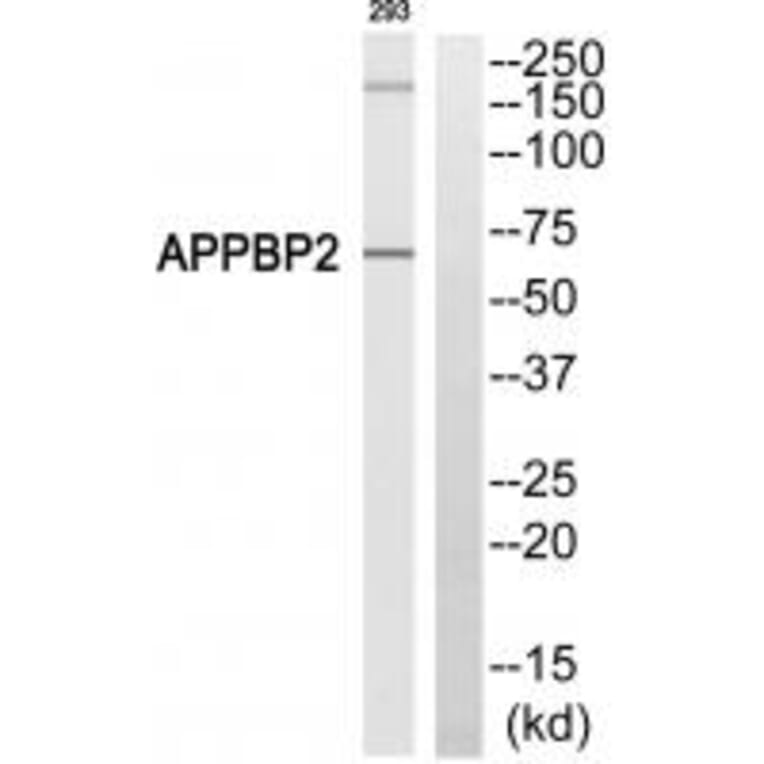 Western blot - APPBP2 Antibody from Signalway Antibody (34414) - Antibodies.com