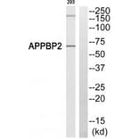 Western blot - APPBP2 Antibody from Signalway Antibody (34414) - Antibodies.com