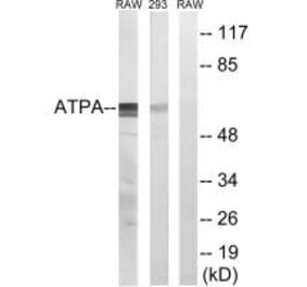 Western blot - ATP5A1 Antibody from Signalway Antibody (34453) - Antibodies.com
