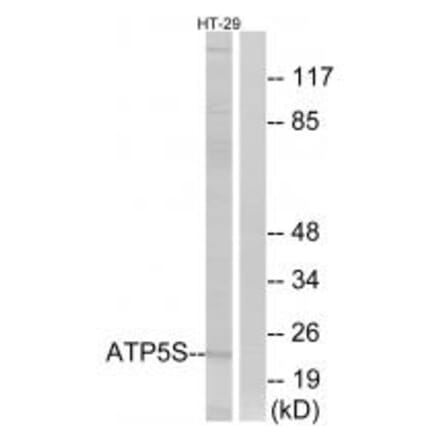 Western blot - ATP5S Antibody from Signalway Antibody (34455) - Antibodies.com