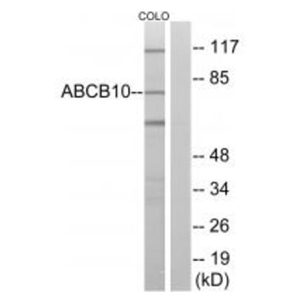 Western blot - ABCB10 Antibody from Signalway Antibody (34459) - Antibodies.com