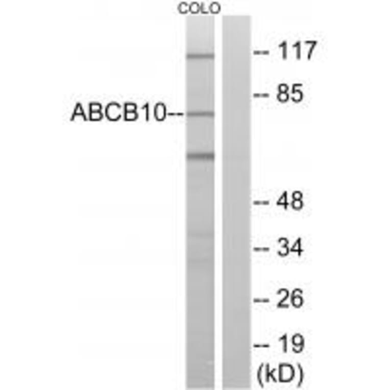 Western blot - ABCB10 Antibody from Signalway Antibody (34459) - Antibodies.com