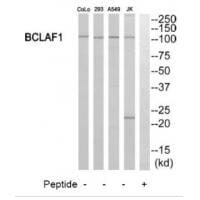 Western blot analysis of extracts from 293 cells, Jurkat cells and A549 cells, using BCLAF1 antibody #34481.