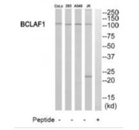 Western blot - BCLAF1 Antibody from Signalway Antibody (34481) - Antibodies.com