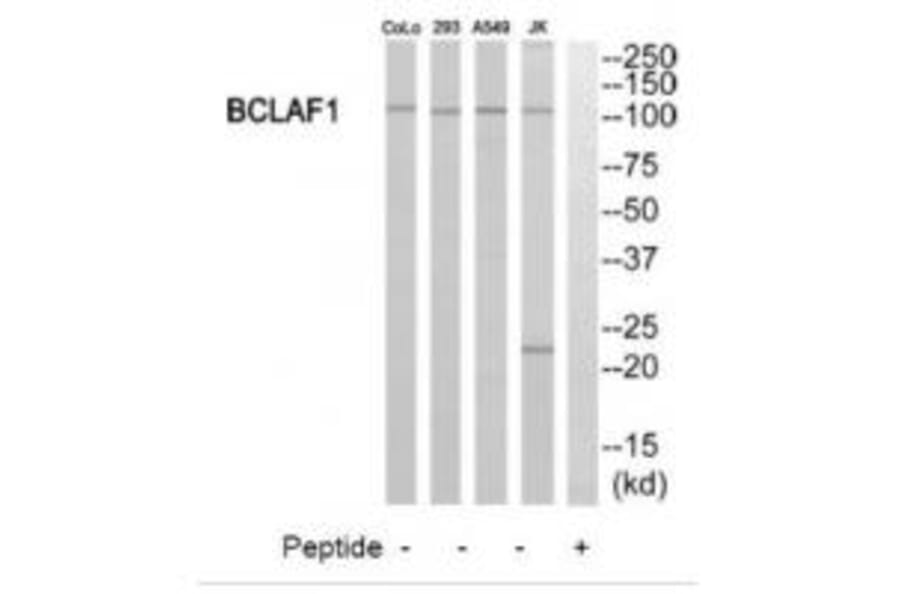 Western blot - BCLAF1 Antibody from Signalway Antibody (34481) - Antibodies.com