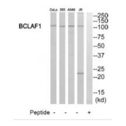Western blot - BCLAF1 Antibody from Signalway Antibody (34481) - Antibodies.com