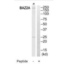 Western blot - BAZ2A Antibody from Signalway Antibody (34511) - Antibodies.com