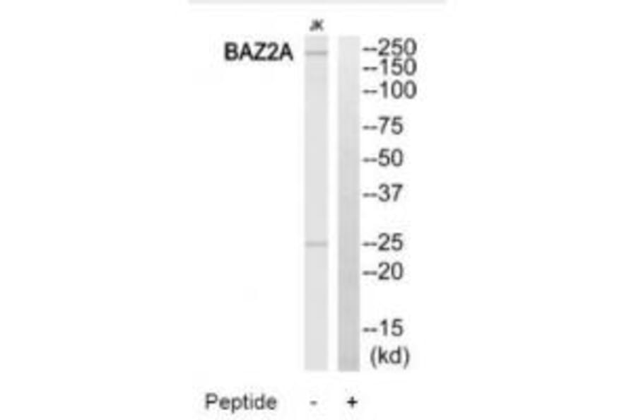 Western blot - BAZ2A Antibody from Signalway Antibody (34511) - Antibodies.com