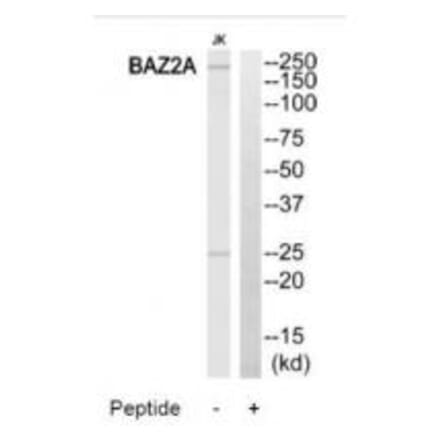 Western blot - BAZ2A Antibody from Signalway Antibody (34511) - Antibodies.com