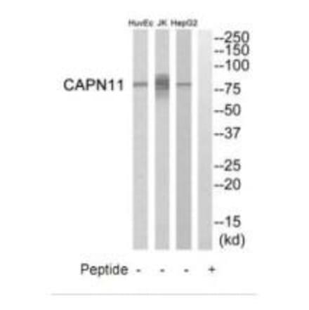 Western blot - CAPN11 Antibody from Signalway Antibody (34519) - Antibodies.com