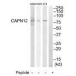 Western blot - CAPN12 Antibody from Signalway Antibody (34520) - Antibodies.com