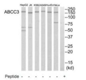 Western blot - ABCC3 Antibody from Signalway Antibody (34527) - Antibodies.com