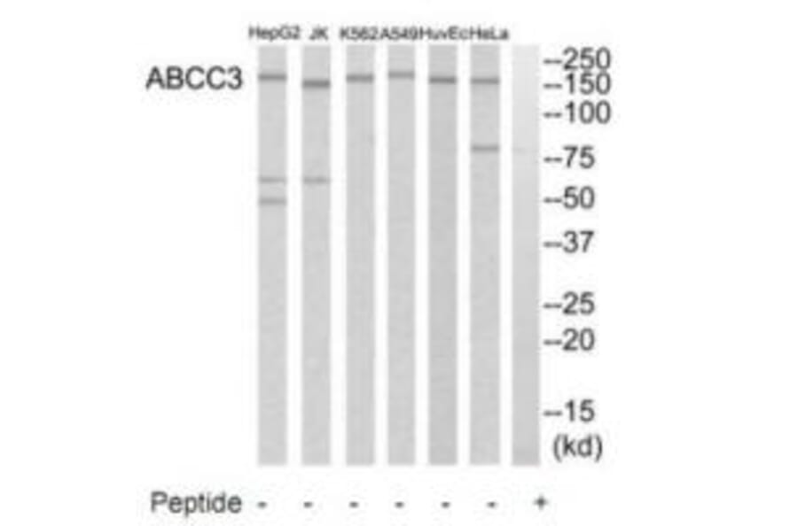 Western blot - ABCC3 Antibody from Signalway Antibody (34527) - Antibodies.com