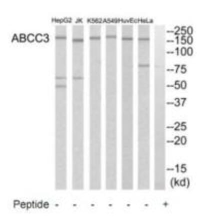 Western blot - ABCC3 Antibody from Signalway Antibody (34527) - Antibodies.com