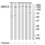Western blot - ABCC3 Antibody from Signalway Antibody (34527) - Antibodies.com