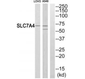 Western blot - SLC7A4 Antibody from Signalway Antibody (34555) - Antibodies.com