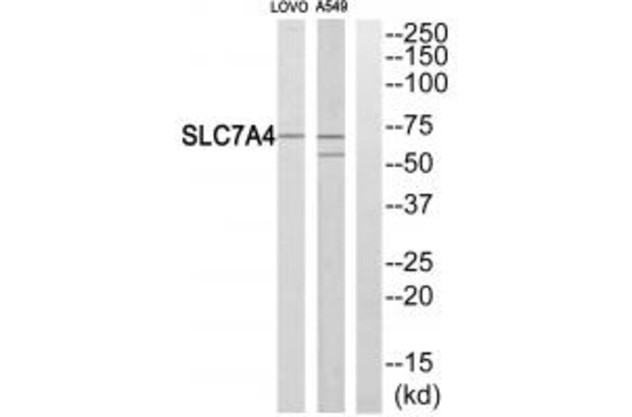 Western blot - SLC7A4 Antibody from Signalway Antibody (34555) - Antibodies.com