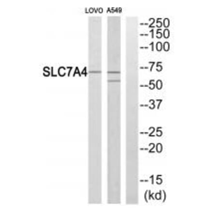 Western blot - SLC7A4 Antibody from Signalway Antibody (34555) - Antibodies.com
