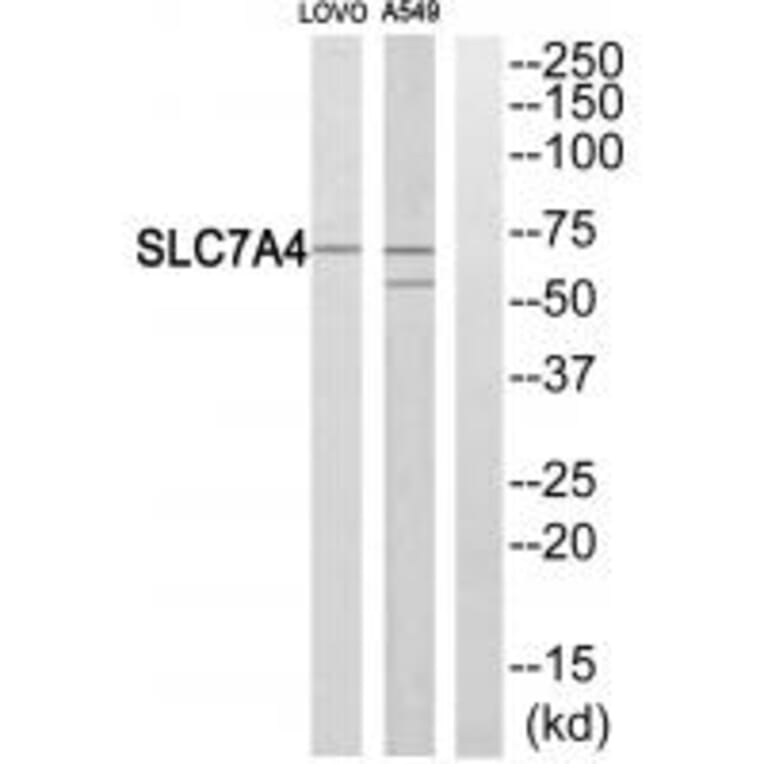 Western blot - SLC7A4 Antibody from Signalway Antibody (34555) - Antibodies.com