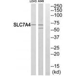 Western blot - SLC7A4 Antibody from Signalway Antibody (34555) - Antibodies.com