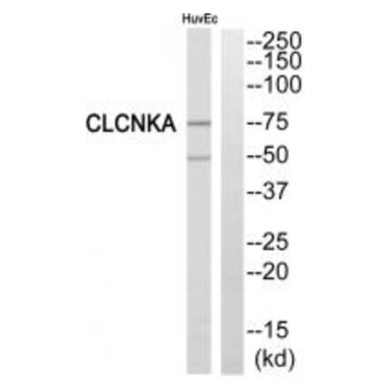 Western blot - CLCNKA Antibody from Signalway Antibody (34581) - Antibodies.com