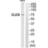 Western blot - CLIC6 Antibody from Signalway Antibody (34582) - Antibodies.com