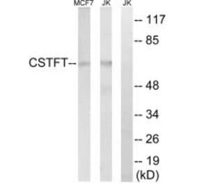 Western blot - CSTF2T Antibody from Signalway Antibody (34599) - Antibodies.com