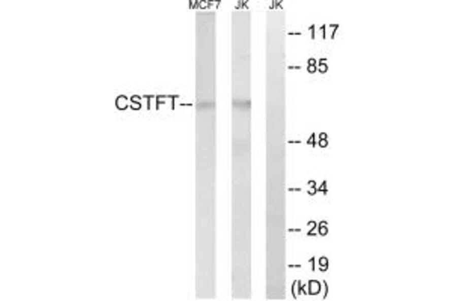 Western blot - CSTF2T Antibody from Signalway Antibody (34599) - Antibodies.com