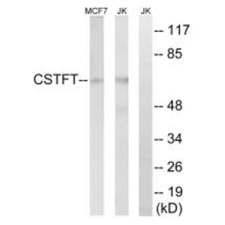 Western blot - CSTF2T Antibody from Signalway Antibody (34599) - Antibodies.com