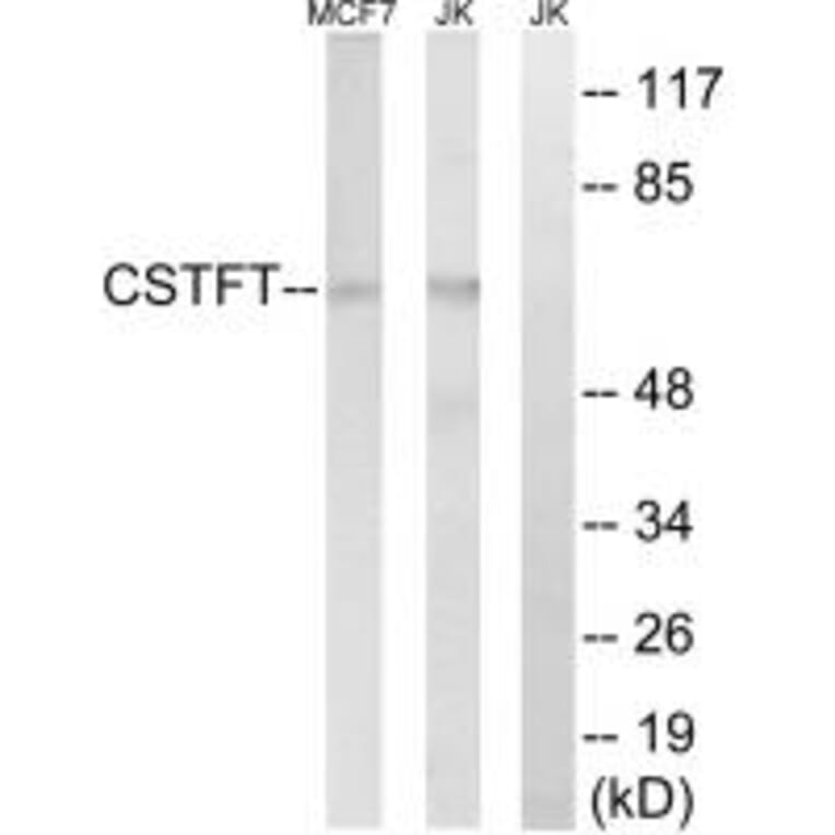 Western blot - CSTF2T Antibody from Signalway Antibody (34599) - Antibodies.com