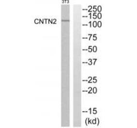 Western blot - CNTN2 Antibody from Signalway Antibody (34617) - Antibodies.com