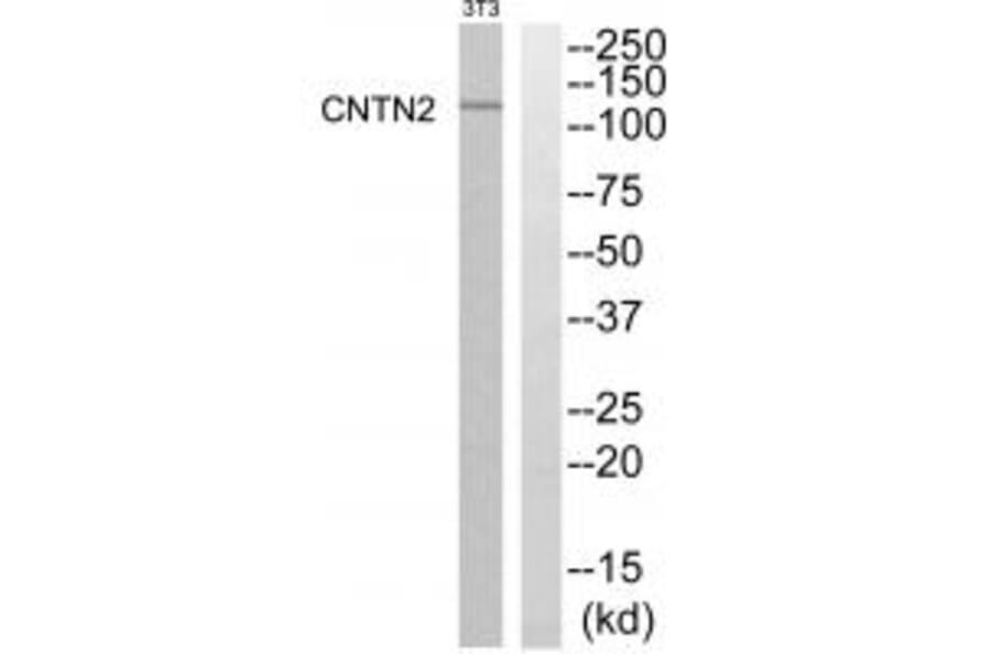 Western blot - CNTN2 Antibody from Signalway Antibody (34617) - Antibodies.com