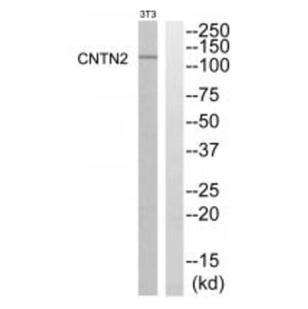 Western blot - CNTN2 Antibody from Signalway Antibody (34617) - Antibodies.com
