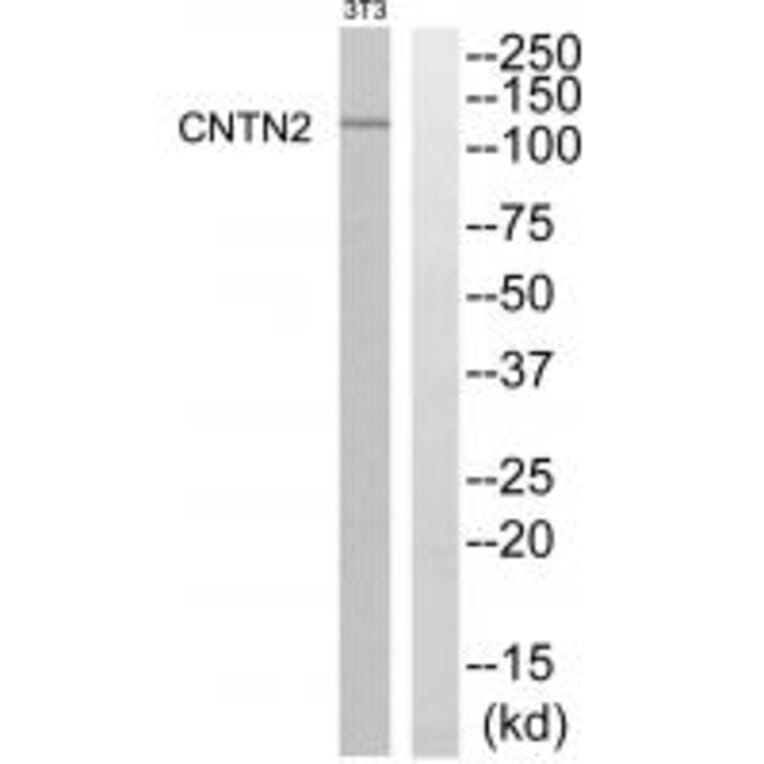 Western blot - CNTN2 Antibody from Signalway Antibody (34617) - Antibodies.com