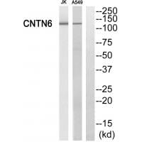Western blot analysis of extracts from Jurkat cells and A549 cells, using CNTN6 antibody #34620.