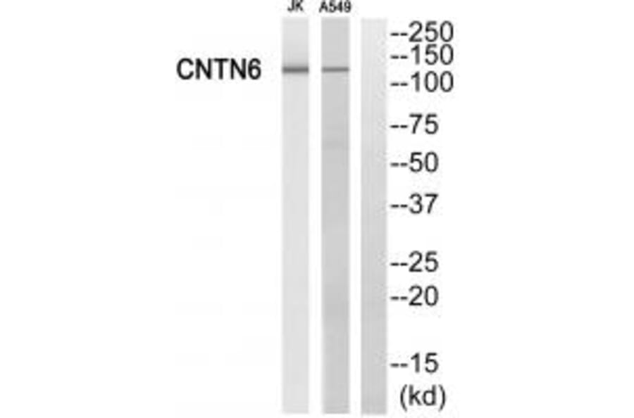 Western blot - CNTN6 Antibody from Signalway Antibody (34620) - Antibodies.com