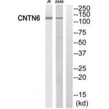 Western blot - CNTN6 Antibody from Signalway Antibody (34620) - Antibodies.com