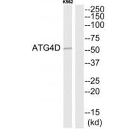 Western blot - ATG4D Antibody from Signalway Antibody (34633) - Antibodies.com