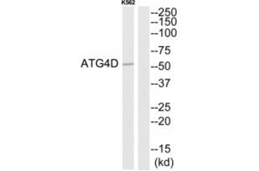 Western blot - ATG4D Antibody from Signalway Antibody (34633) - Antibodies.com