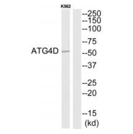 Western blot - ATG4D Antibody from Signalway Antibody (34633) - Antibodies.com
